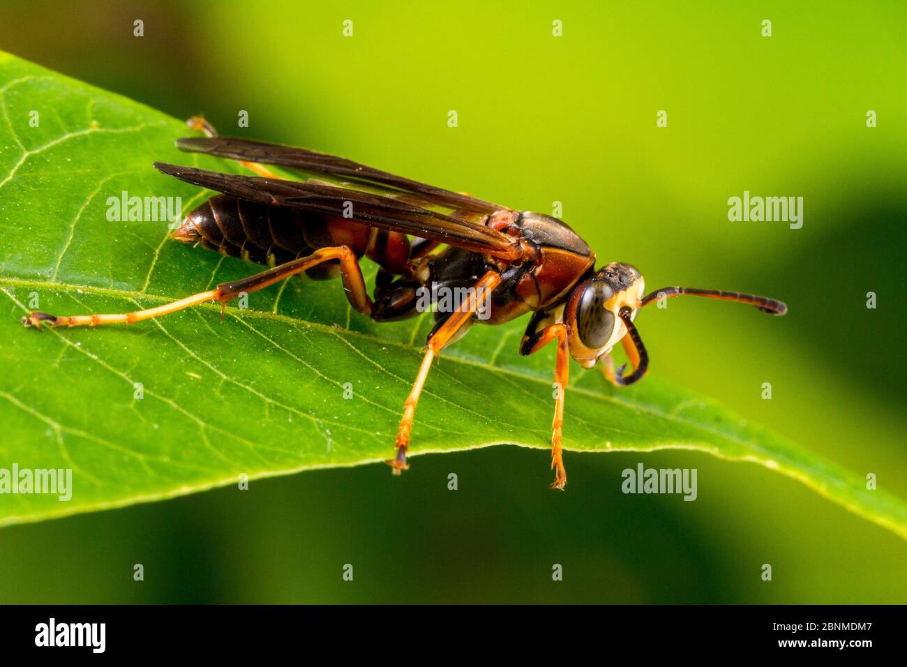 Paper wasp (Polistes metricus) male, Tuscaloosa County, Alabama, USA September Stock Photo