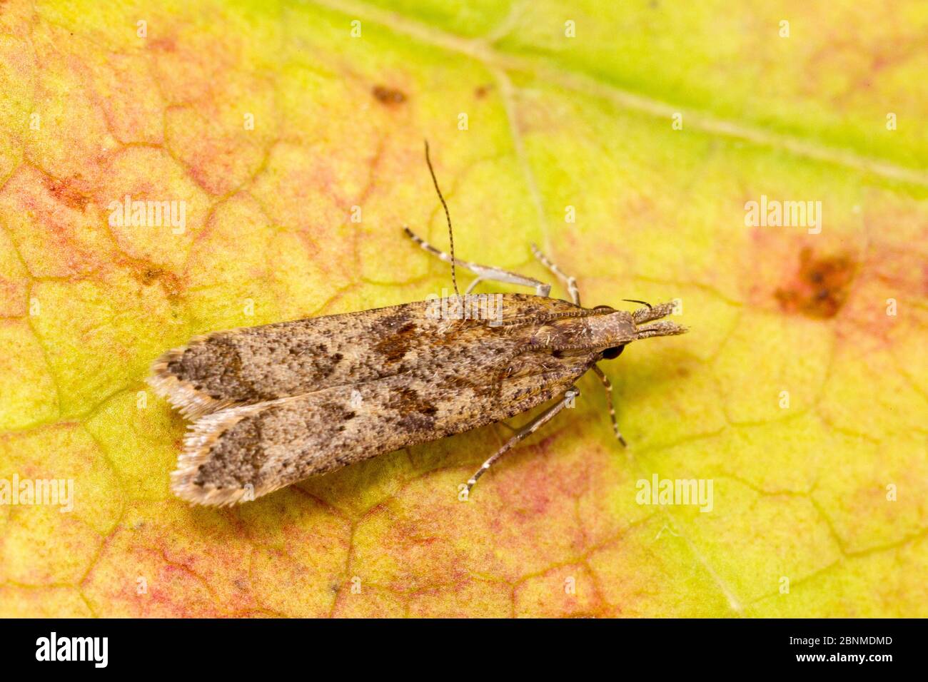 Palmerworm moth (Dichomeris ligulella), Tuscaloosa County, Alabama, USA October Stock Photo