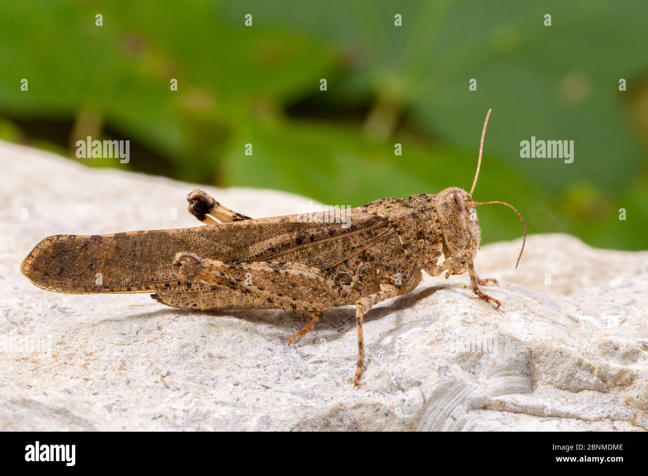 Ridgeback grasshopper (Spharagemon cristatum), Tuscaloosa County, Alabama, USA September Stock Photo