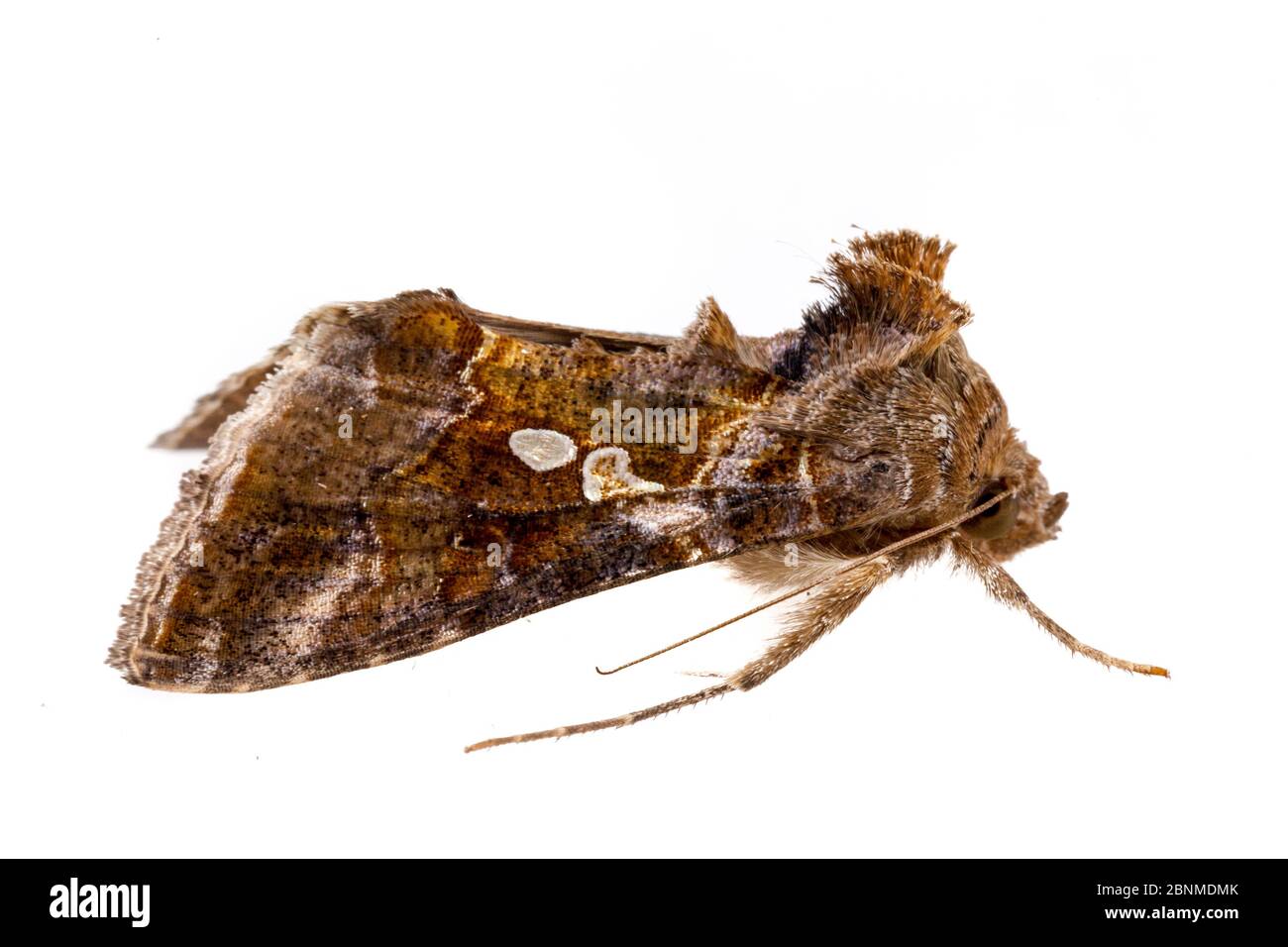 Soybean looper moth (Chrysodeixis includens) on white background ...