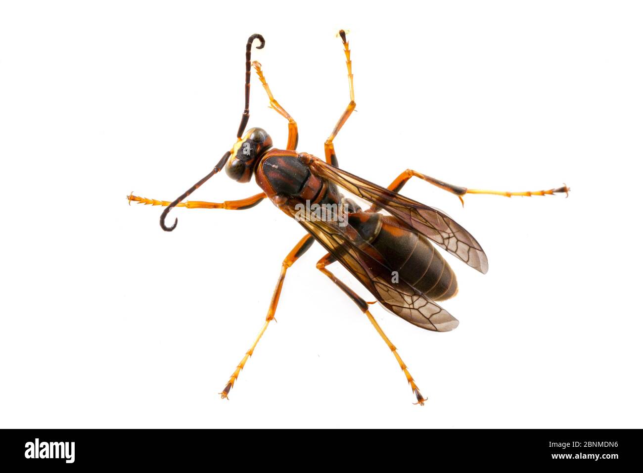 Paper wasp (Polistes metricus) male on white background male, Tuscaloosa County, Alabama, USA September Stock Photo