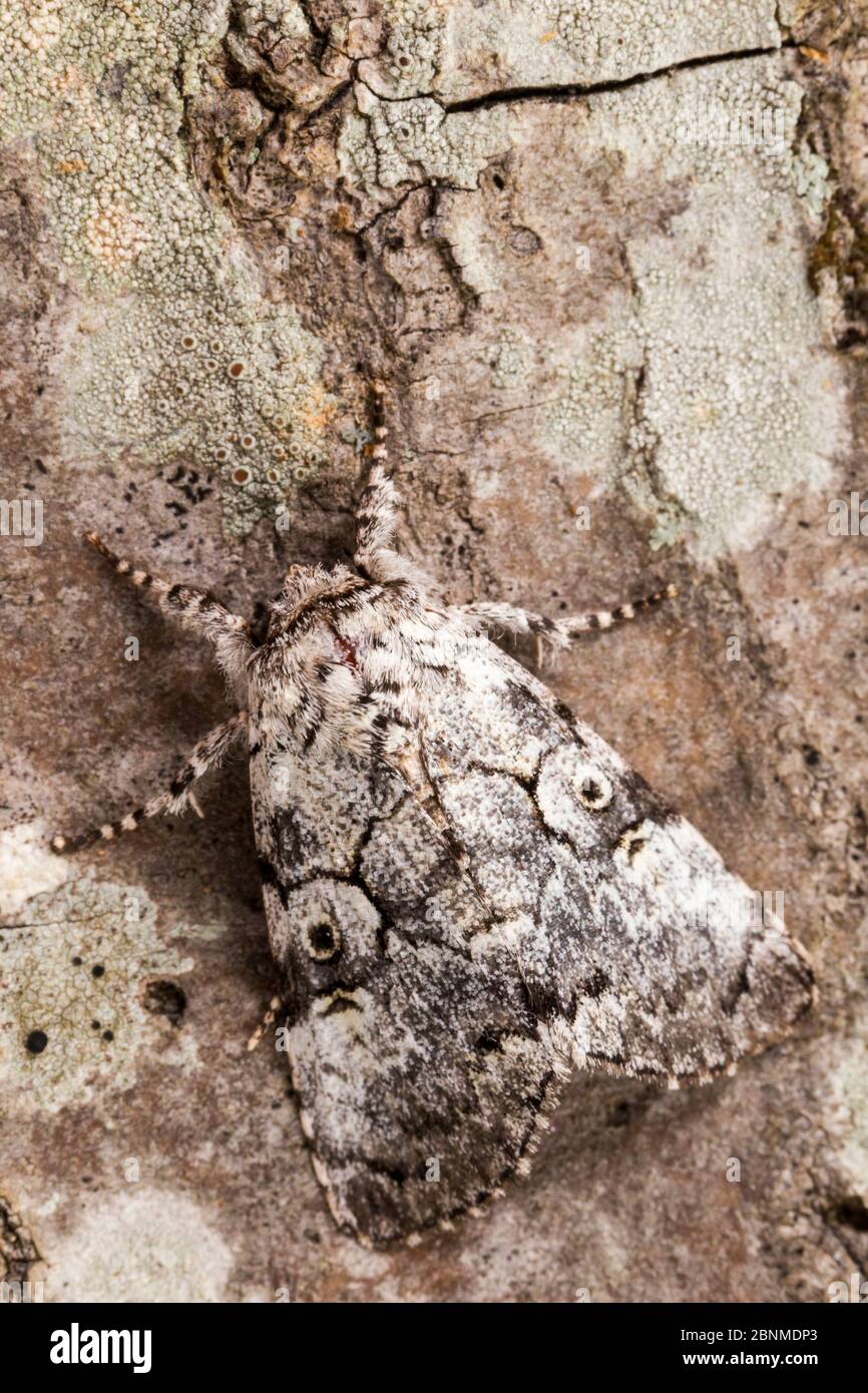 The Laugher moth (Charadra deridens), Tuscaloosa County, Alabama, USA September Stock Photo
