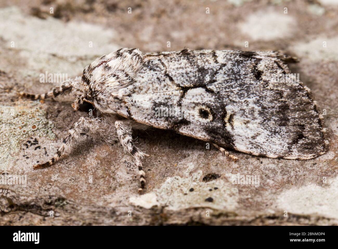 The Laugher moth (Charadra deridens), Tuscaloosa County, Alabama, USA September Stock Photo
