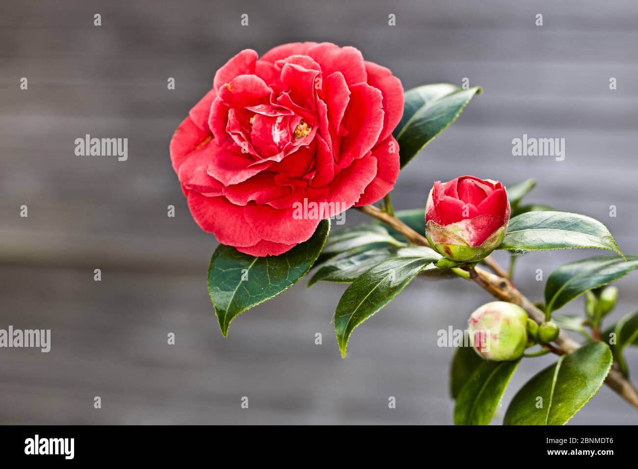 Camellia japonica 'Blood of China' Stock Photo