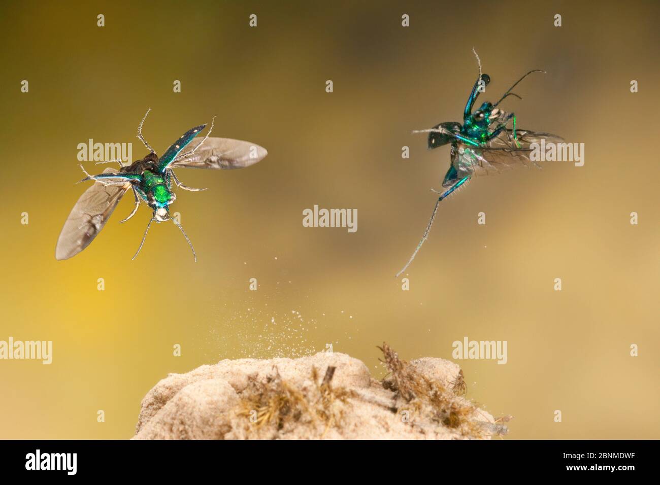 Tiger beetle (Cicindela sexguttata) flying image, Bastrop County, Texas, USA. Controlled conditions. March Stock Photo