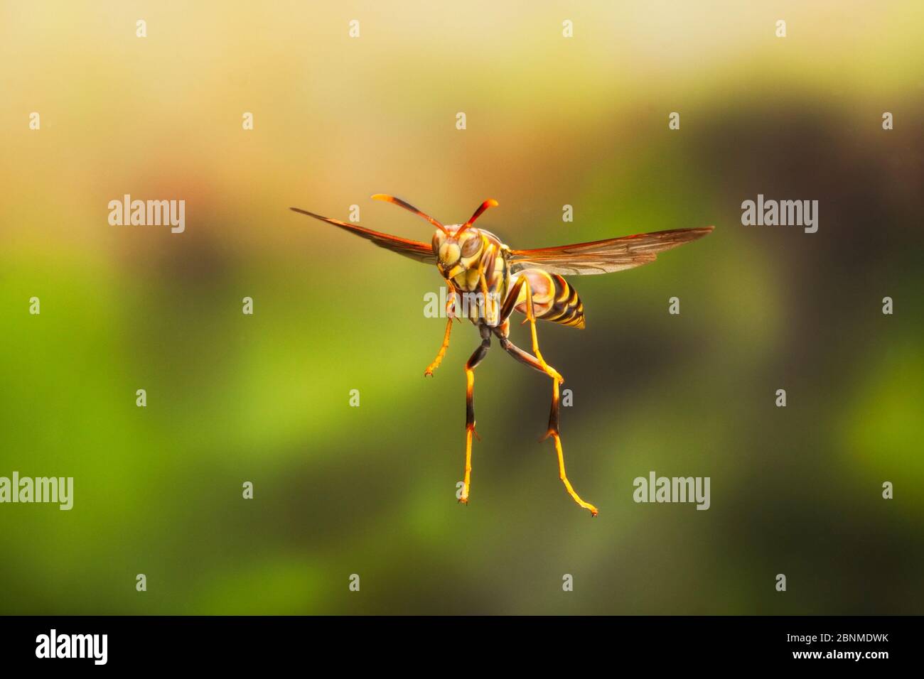 Polistes sp. (Paper Wasp) in flight, captured using high speed flashes Travis County, Texas, USA. Controlled conditions. March Stock Photo