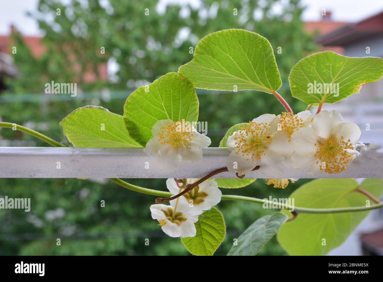 Kiwifruit blooming and white flower on branches of kiwi fruit vine and