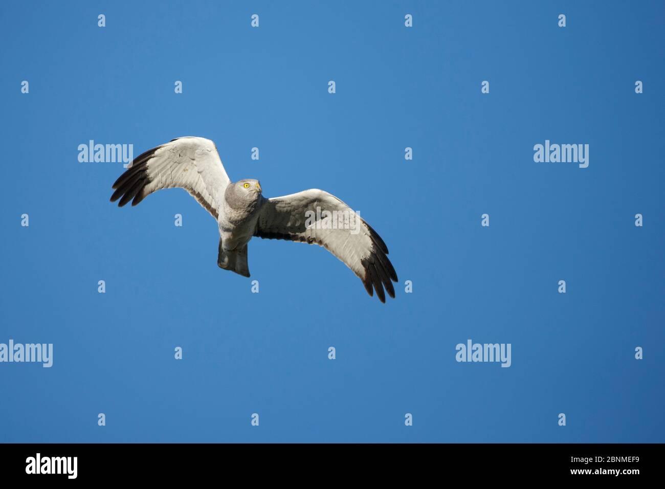 Male Northern Harrier (Circus cyaneus) in flight. Sublette County, Wyoming, USA. May. Stock Photo