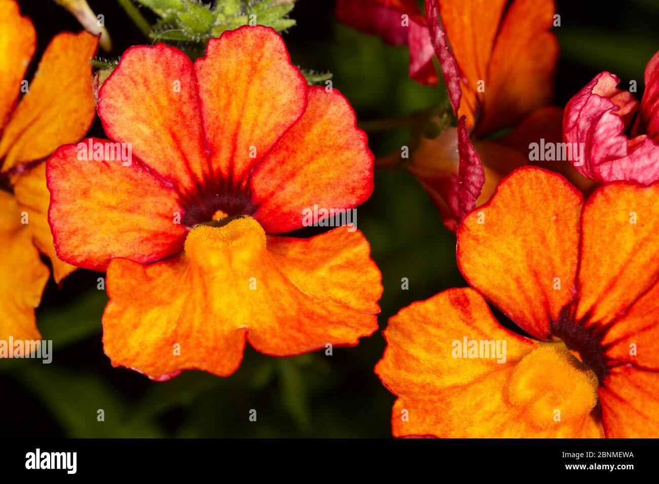 Nemesia Sunsatia ‘Little Orange’ Stock Photo