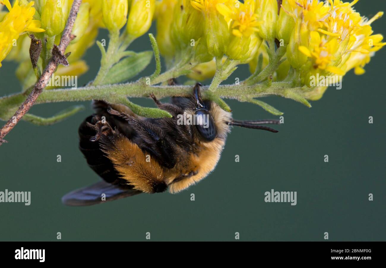 Thistle longhorned bee (Melissodes desponsa) preparing  to sleep overnight on a flowering goldenrod. Wisconsin, USA, September. Stock Photo