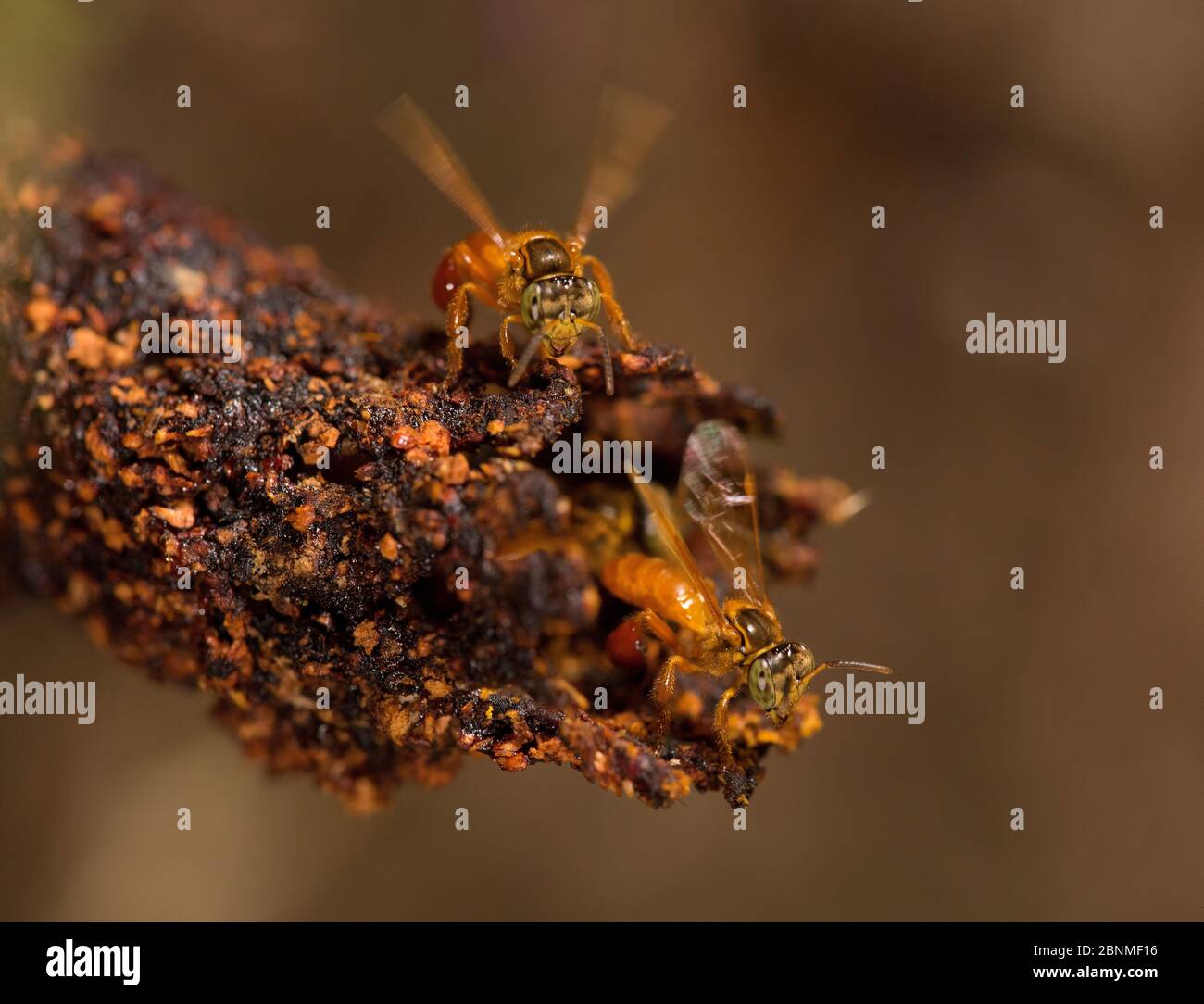 Stingless bees (Trigona sp) cooling nest entrance, Cocobolo Nature Reserve, Panama. Stock Photo