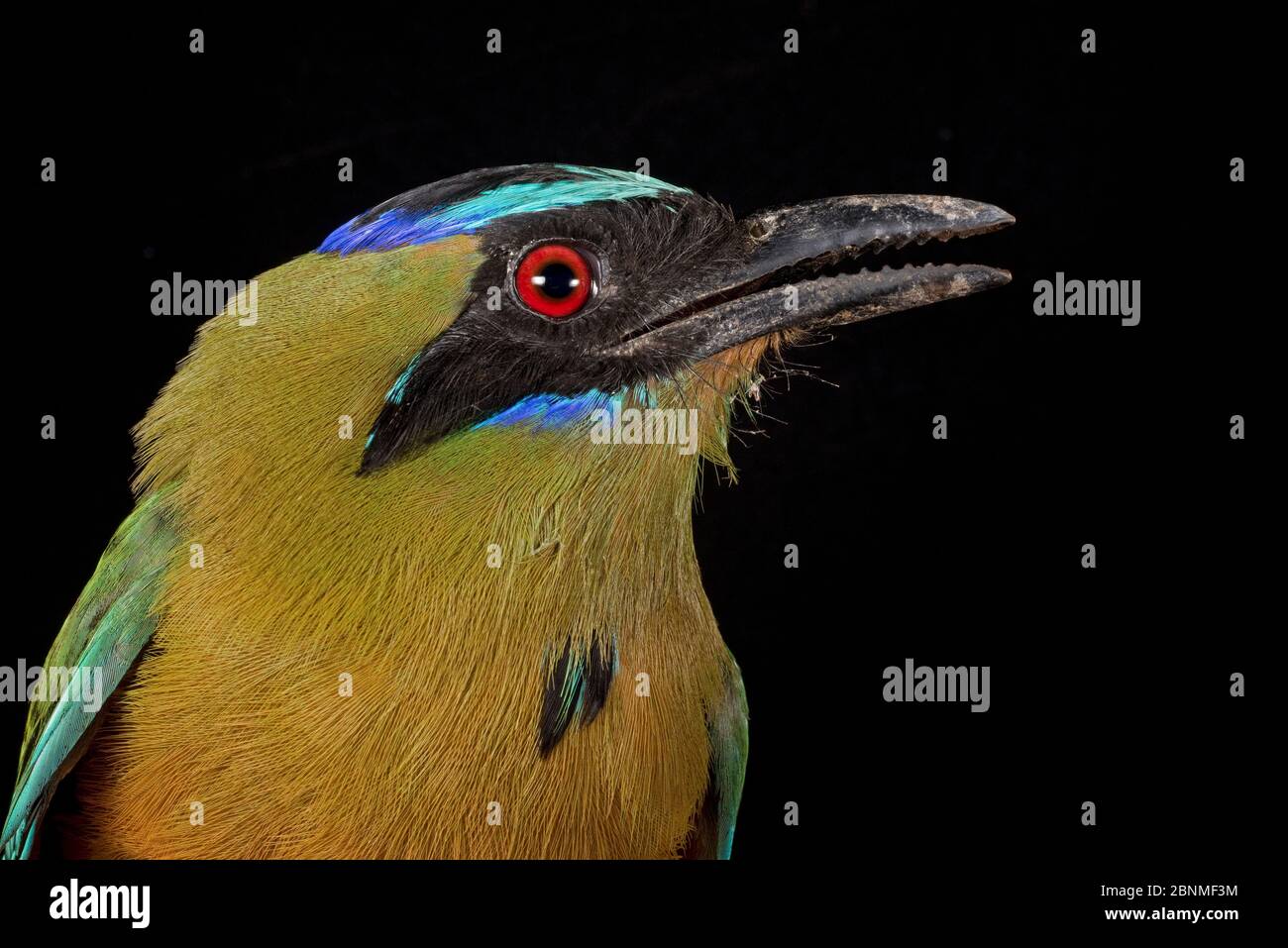 Bluecrowned motmot (Momotus coeruliceps), Cocobolo Nature Reserve