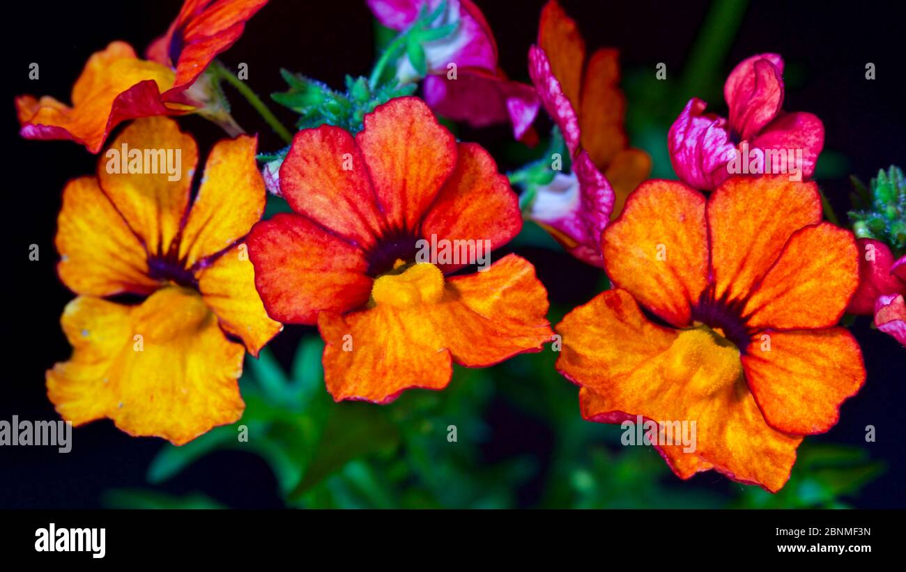 Nemesia Sunsatia ‘Little Orange’ Stock Photo