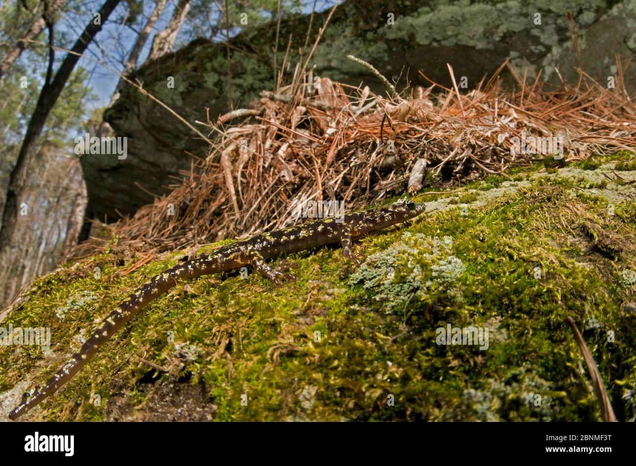 Green salamander (Aneides aeneus), Southern Appalachians, South Carolina, USA, April. Stock Photo