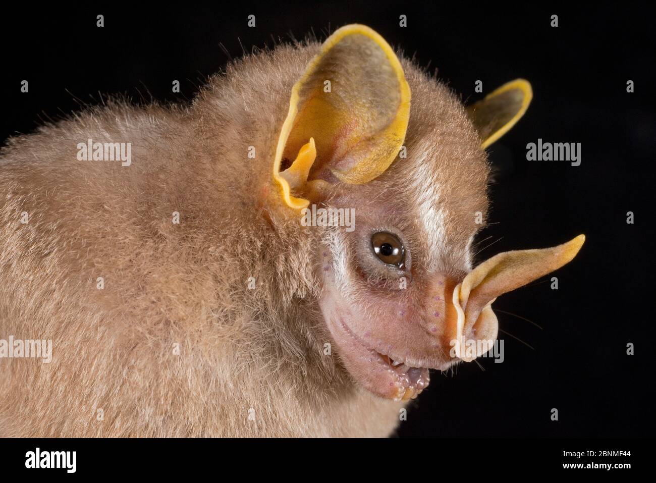 Northern little yellow-eared bat (Vampyressa thyone), Cocobolo Rainforest Reserve, Panama Stock Photo