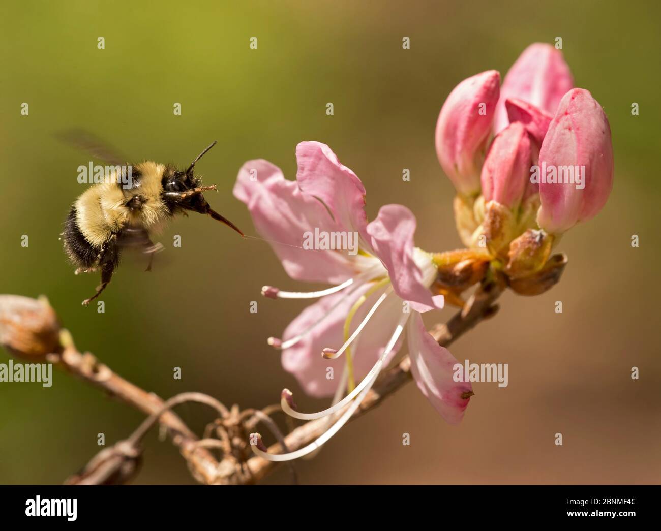 Sanderson's bumblebee (Bombus sandersoni) visiting Azalea, Highlands, North Carolina, USA, May. Stock Photo