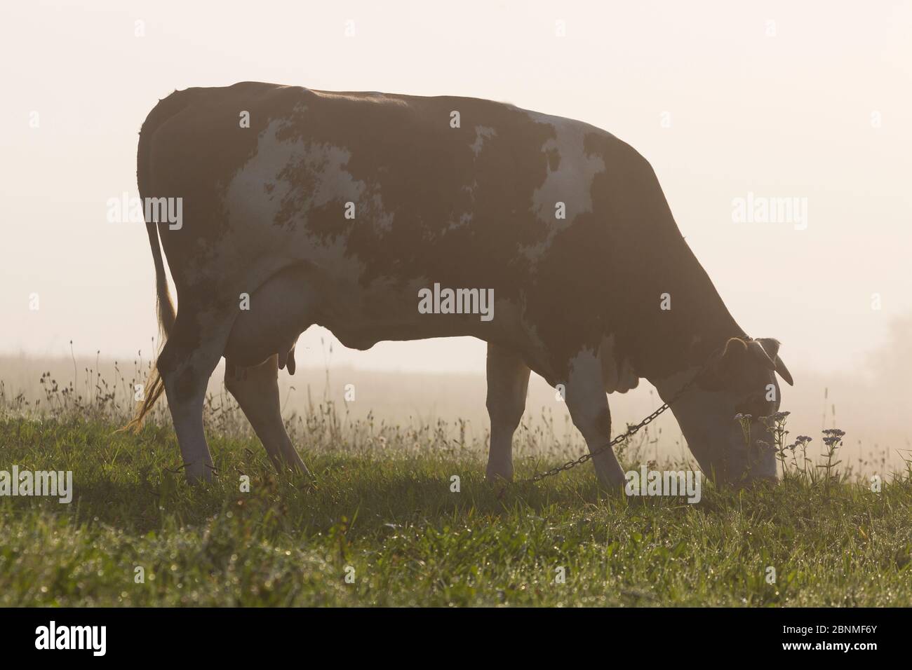 Europe, Poland, Silesian Voivodeship, Istebna, grazing cow Stock Photo