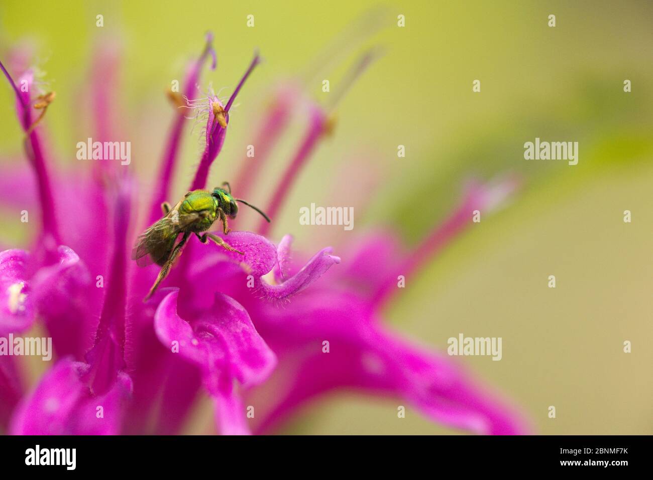 Metallic green bee (Augochlorella sp) collecting  pollen and nectar from a Bee balm flower (Monarda didyma) South Carolina, USA, Stock Photo