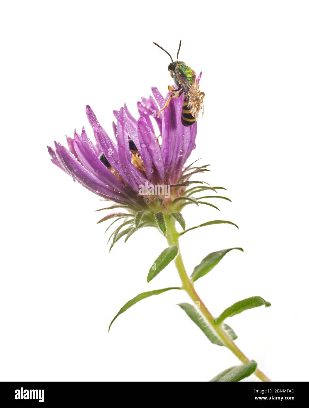 Dew-covered male Metallic green bee (Agapostemon splendens) begins to move after sleeping on an Aster overnight, South Carolina, USA, August. Meetyour Stock Photo