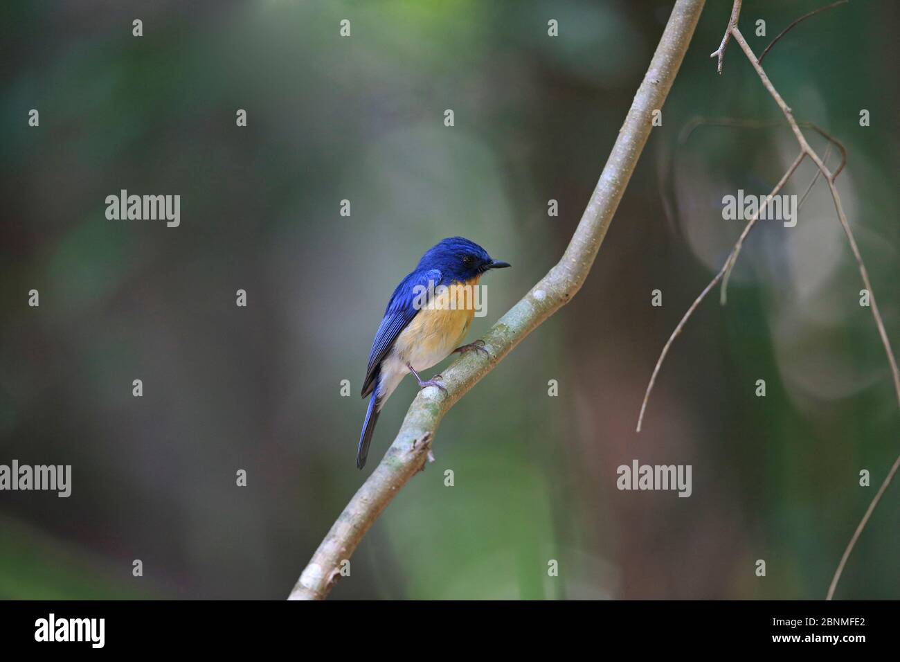 Tickell's blue flycatcher (Cyornis tickelliae jerdoni) perched, Sri Lanka. Stock Photo