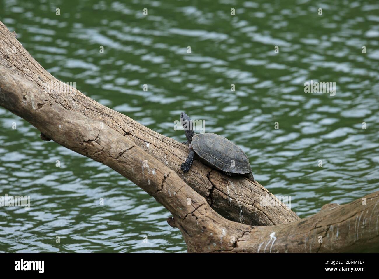 Indian black turtle (Melanochelys trijuga) on tree trunk over water, Sri Lanka. Stock Photo