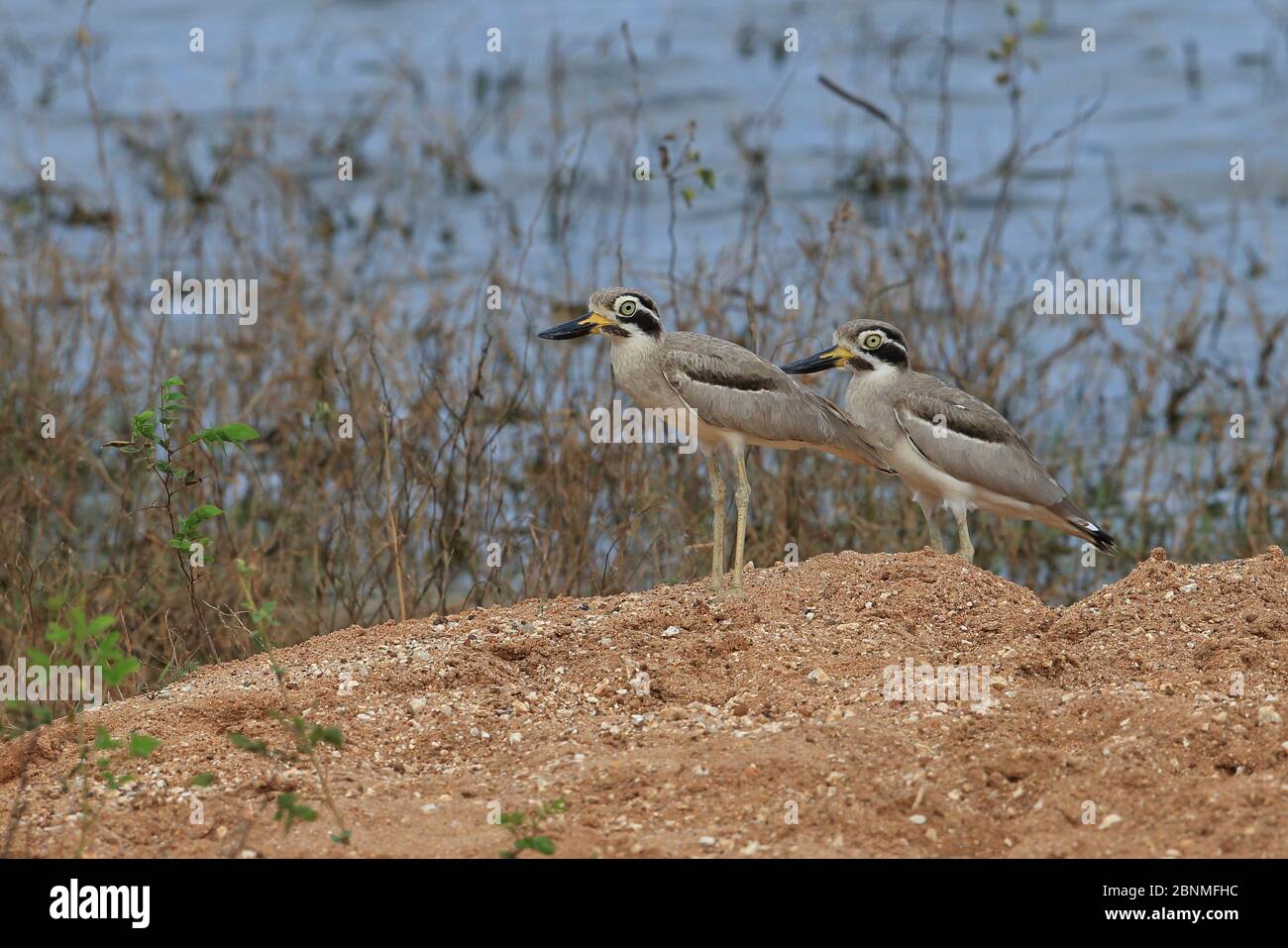 Great thick-knee (Burhinus recurvirostris) two standing side by side, Sri Lanka. Stock Photo