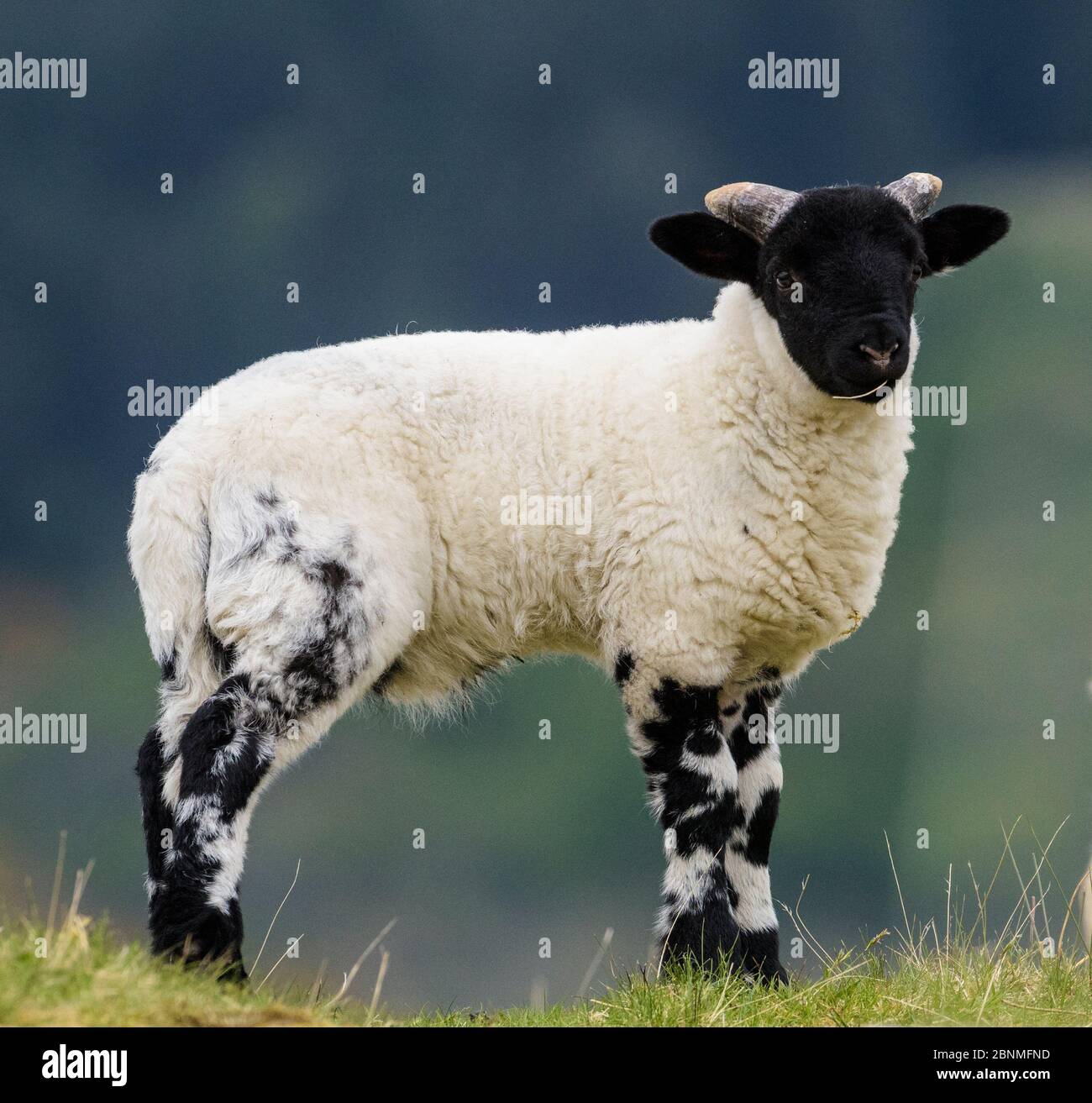 Blackface sheep lamb, Mull, Scotland Stock Photo - Alamy