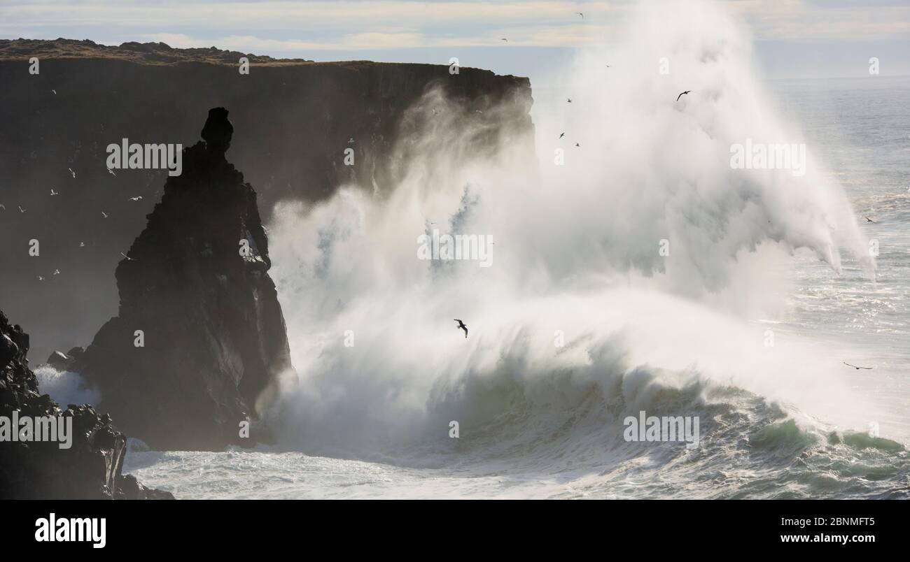 Storm waves breaking against cliffs at Svörtuloft, Iceland April 2016. Stock Photo
