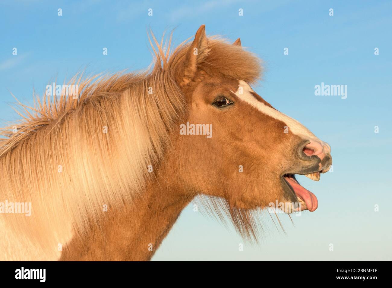Horse with mouth open hires stock photography and images Alamy