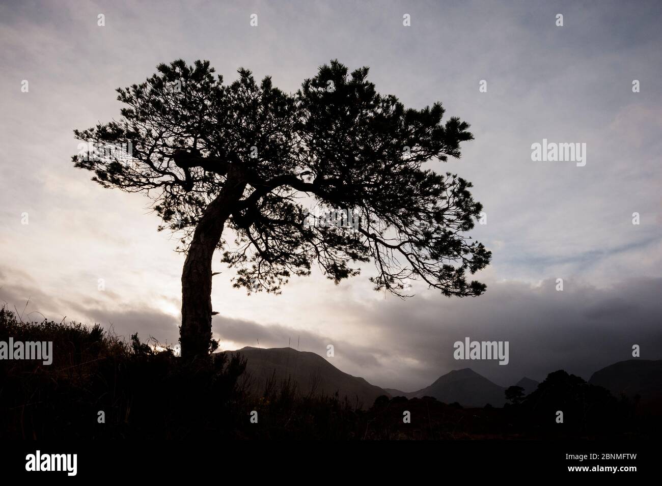 Scots pine (Pinus sylvestris) silhouetted in Glen Grudie, Scotland, UK, November. Stock Photo