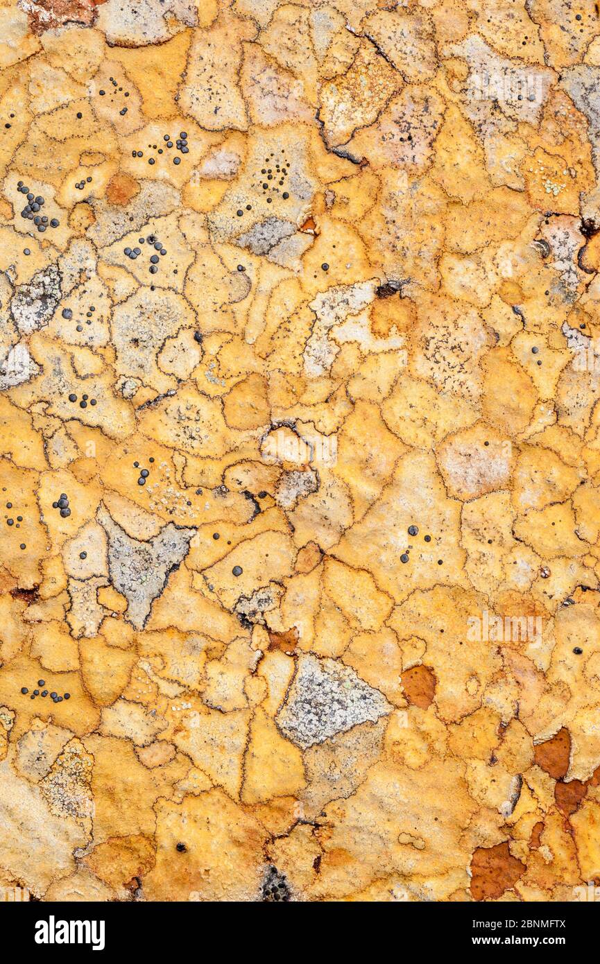 Lichens on rock, Torridon, Scotland, UK, November. Stock Photo