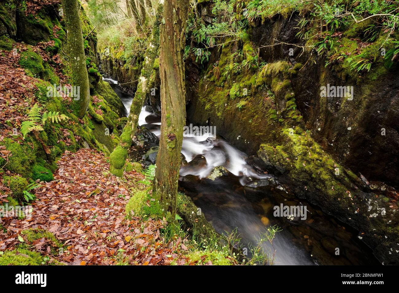 Buchan Burn, Glentrool, Galloway,  Forestry Commission Scotland, UK, November 2015. Stock Photo