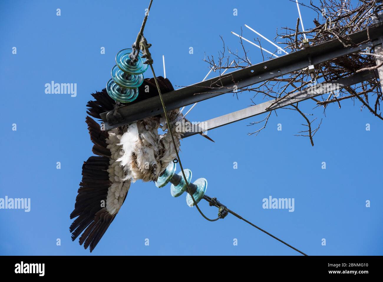 White stork (Ciconia ciconia) electrocuted on power line. Burgundy, France, June. Stock Photo