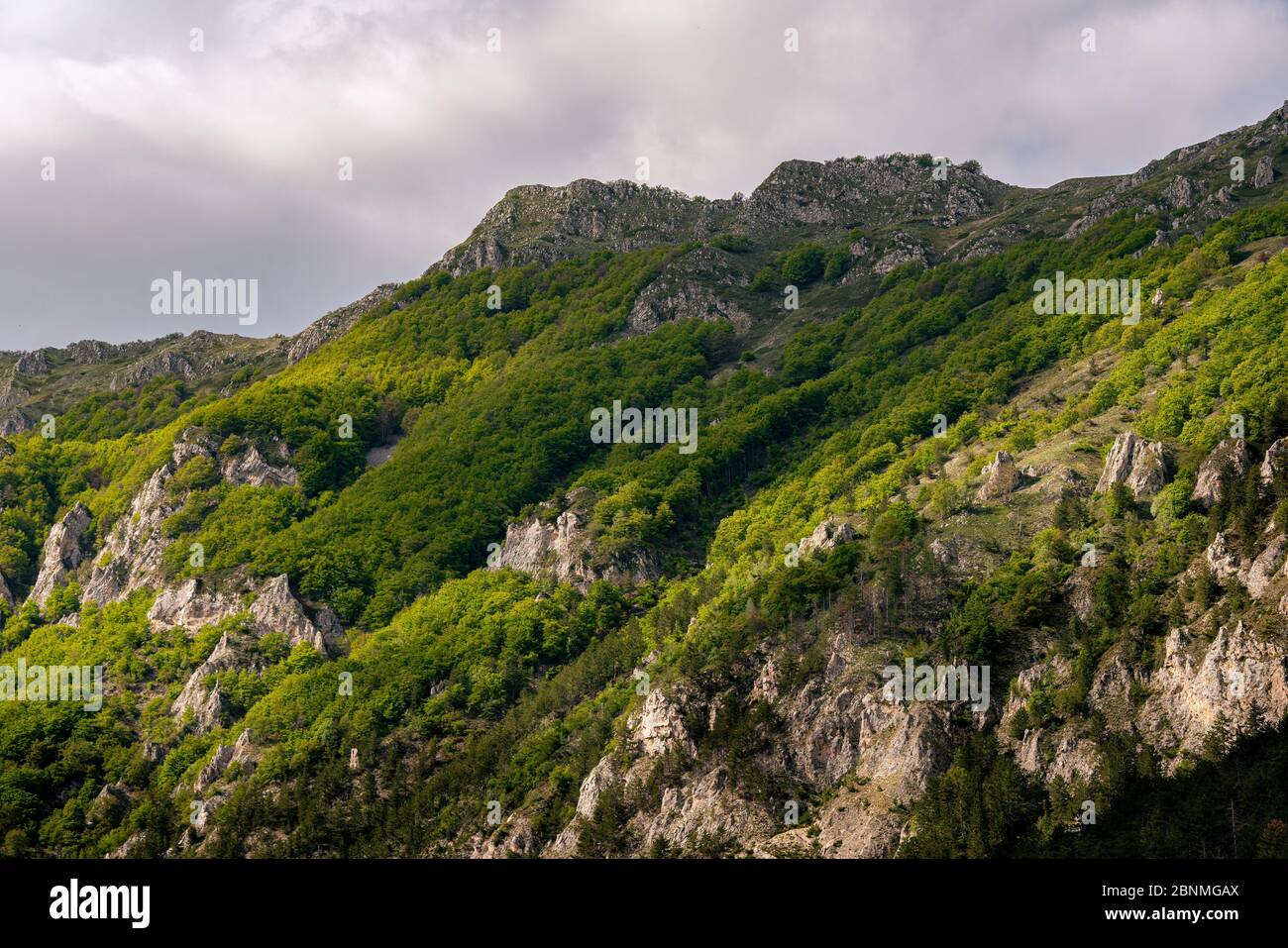 beech forest on the top of the mountain Stock Photo