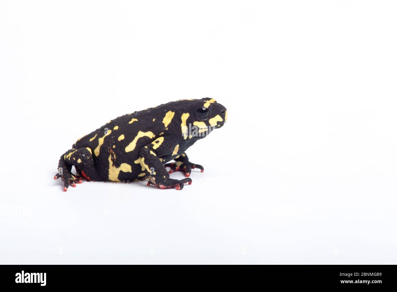 Redbelly toad (Melanophryniscus stelzneri) on white background, captive ...