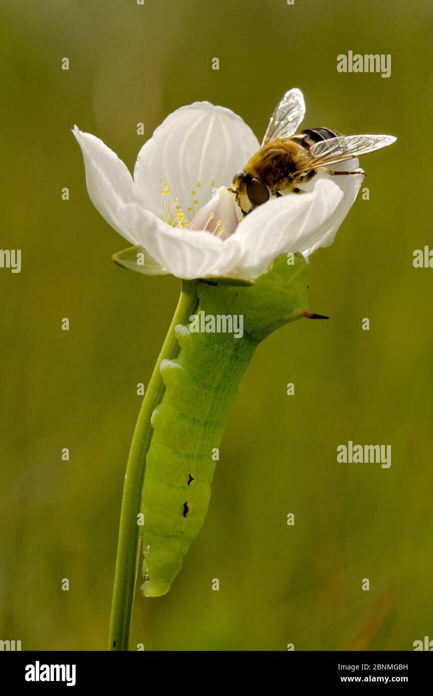 Caterpillar larva of Elephant hawkmoth (Deilephila elpenor) on Grass of parnassus (Parnassia palustris) with hoverfly visiting flower, Regional Vosges Stock Photo