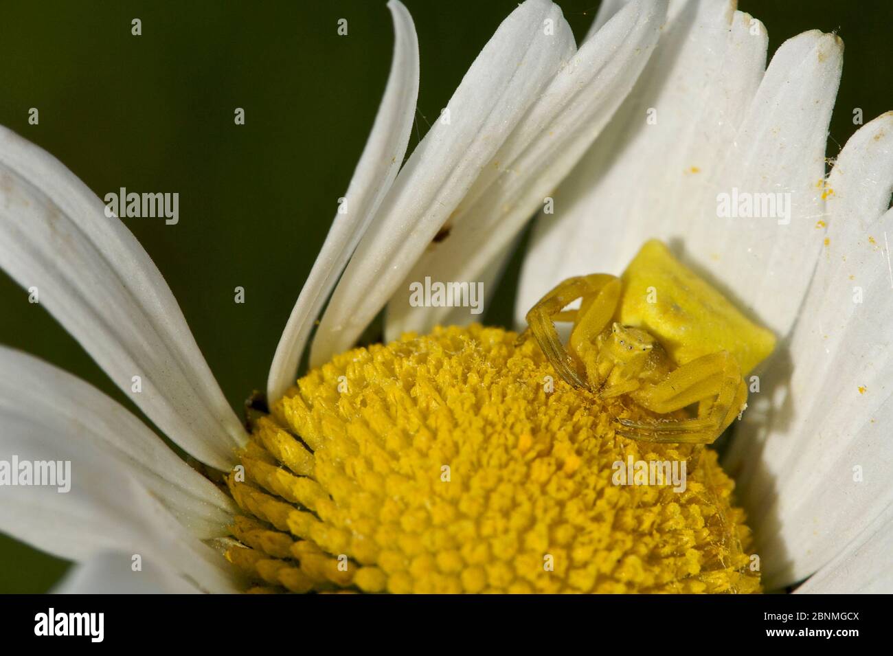 Crab spider (Thomisus onustus) female, Grands Causses Regional Natural