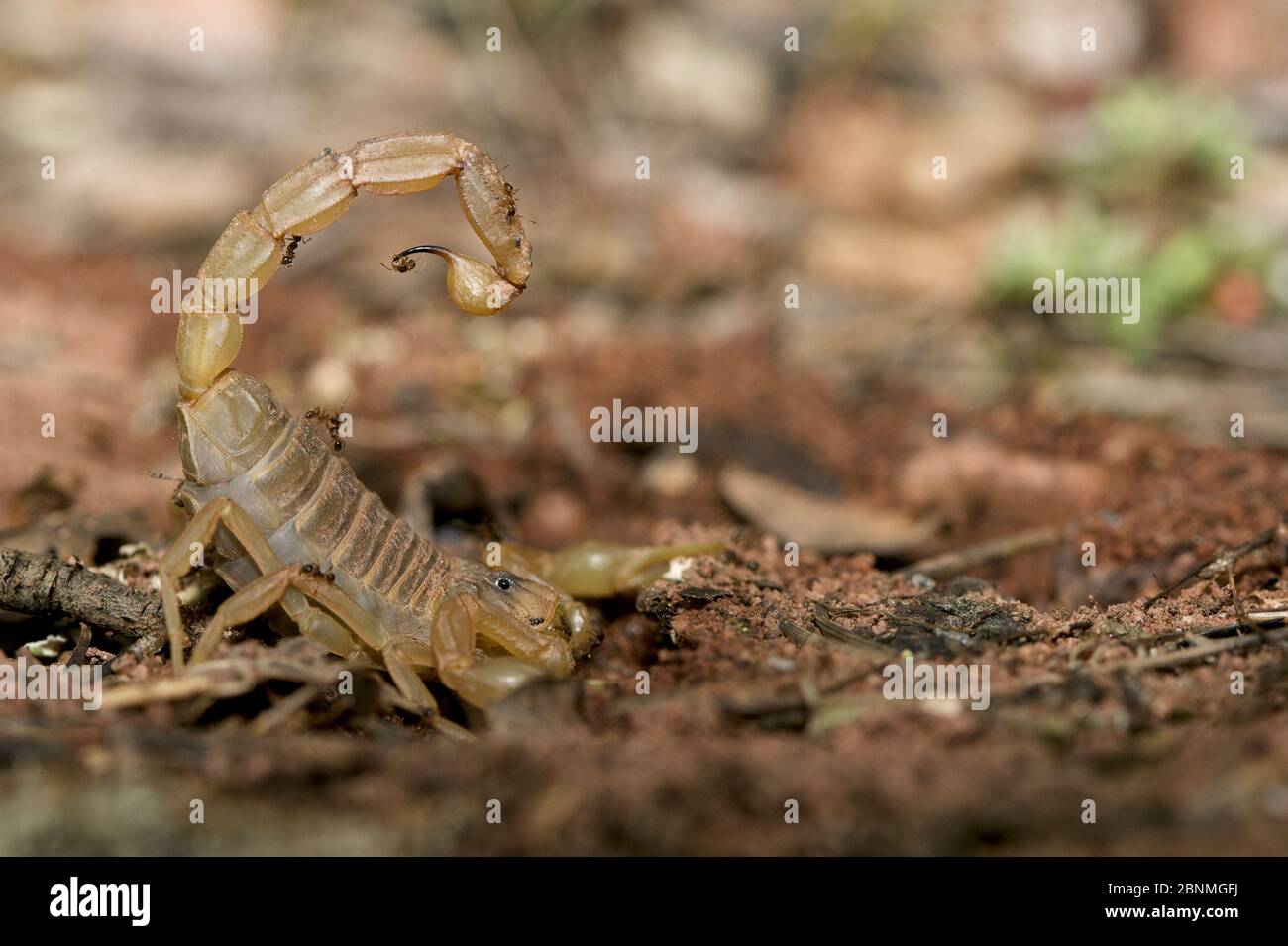European buthus scorpion (Buthus occitanus), Plaine des Maures National Natural Reserve, France, April. Stock Photo