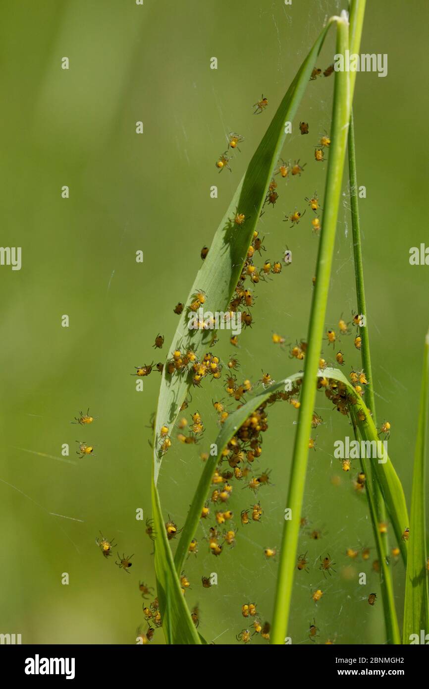 Orb web spider (Argiope bruennichi) spiderlings Grands Causses Regional Natural Park, France, May. Stock Photo