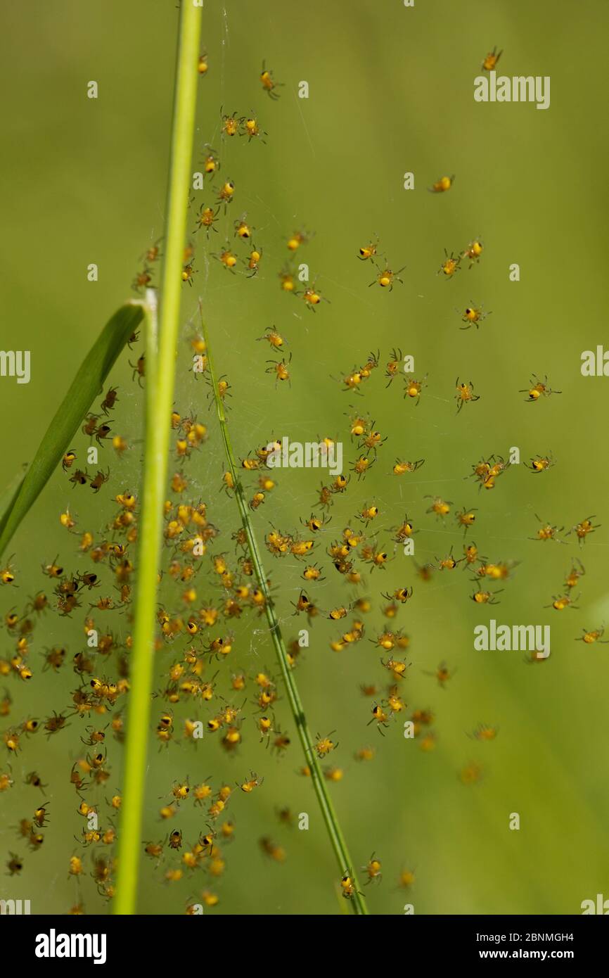 Orb web spider (Argiope bruennichi) spiderlings,  Grands Causses Regional Natural Park, France, May. Stock Photo