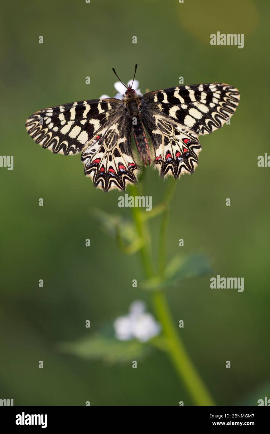 Southern festoon butterfly (Zerynthia polyxena), Var, France, April