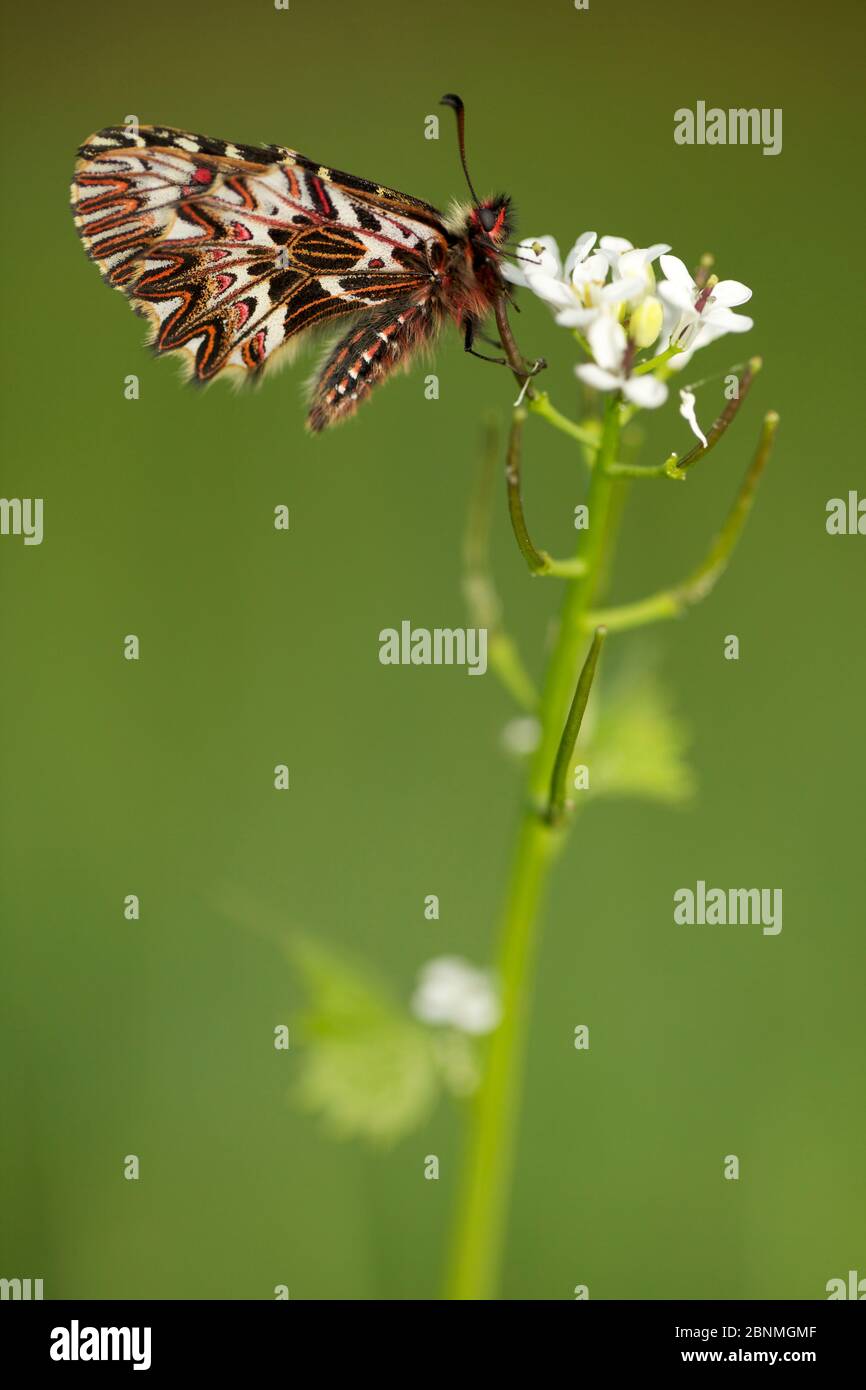 Southern festoon butterfly (Zerynthia polyxena), Var, France, April
