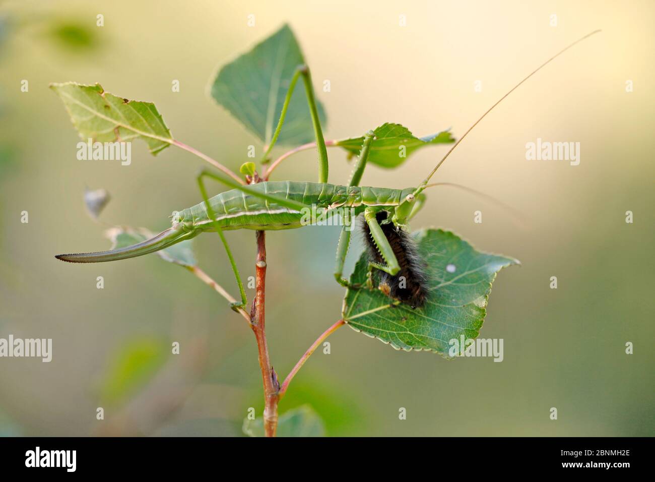 / Predatory Bush Cricket (Saga pedo) eating a caterpillar