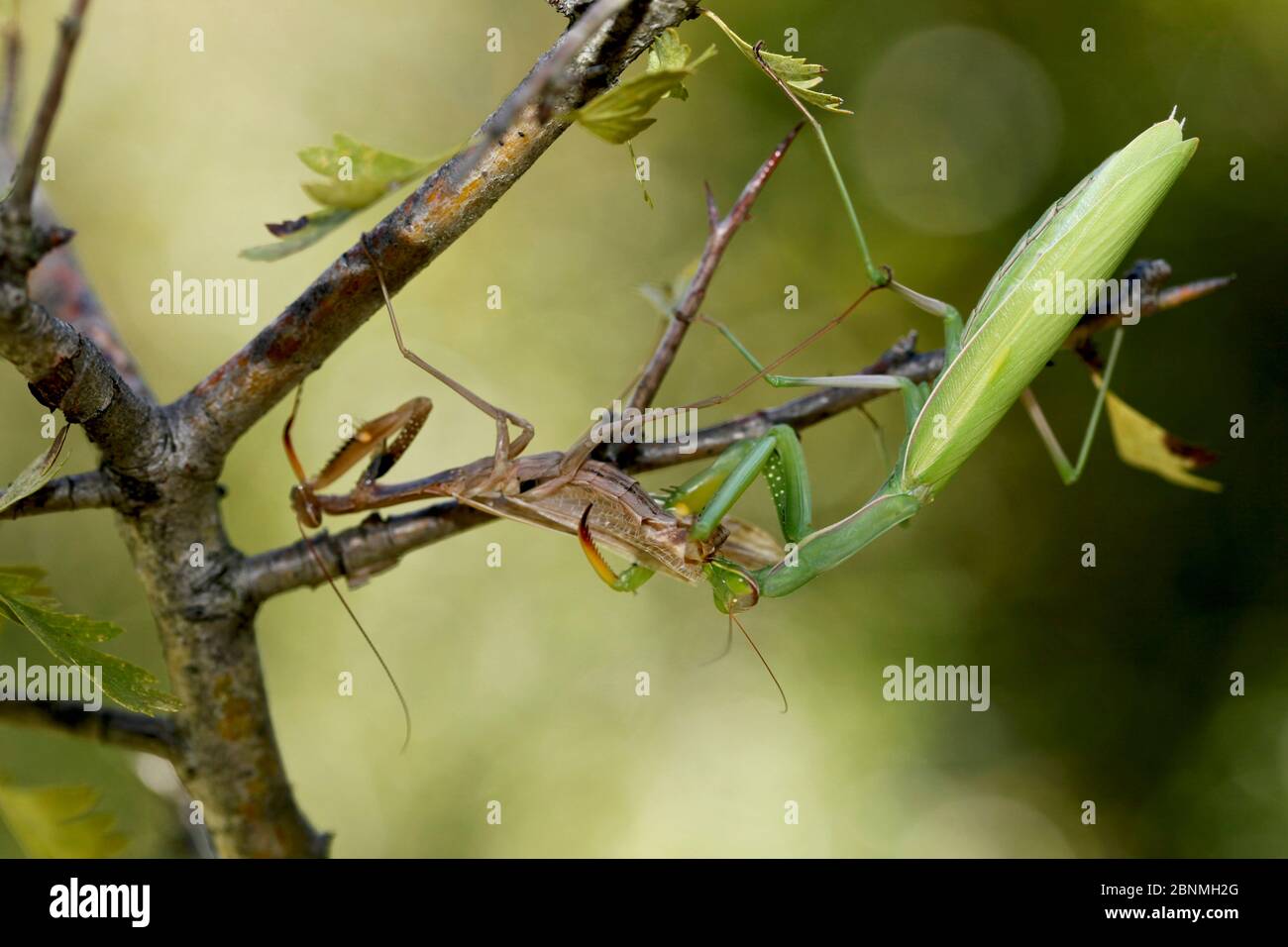 European praying mantis female (Mantis religiosa) eating a male after mating, Vaucluse, France, September. Stock Photo