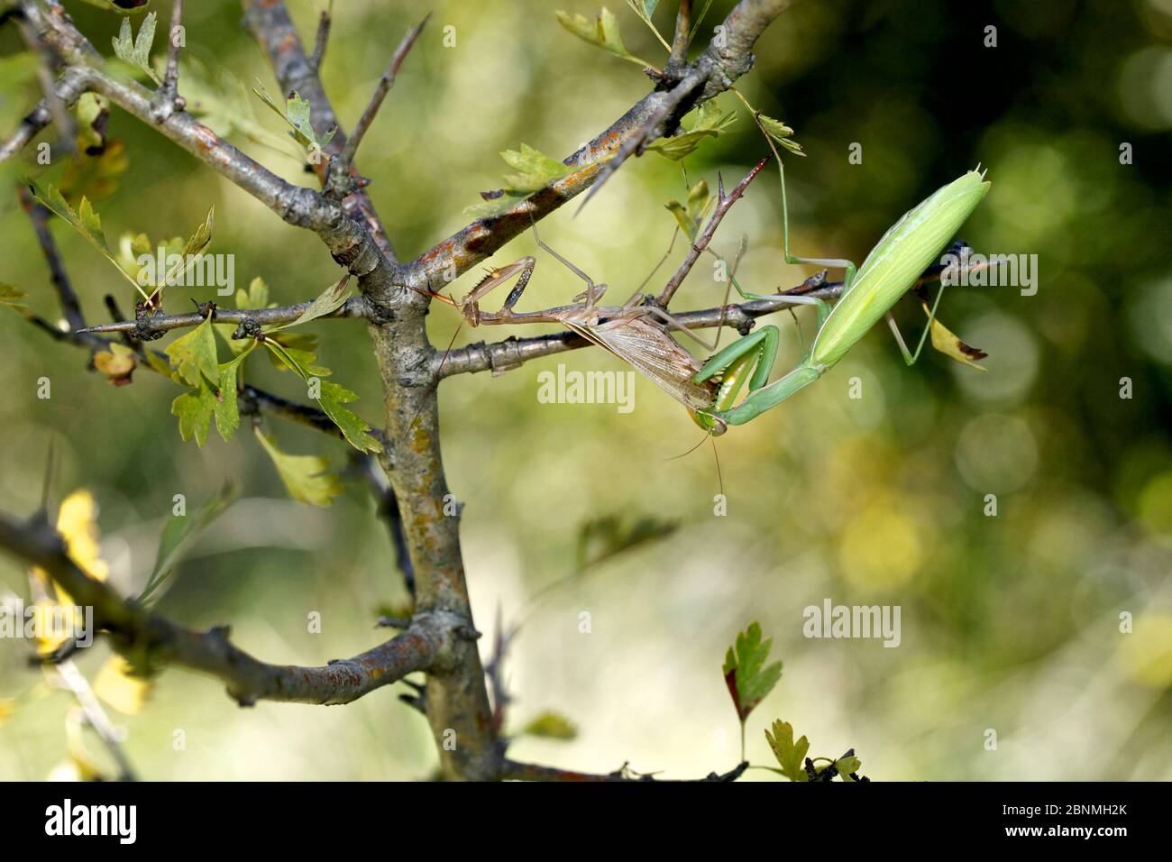 European praying mantis female (Mantis religiosa) eating a male after mating, Vaucluse, France, September. Stock Photo