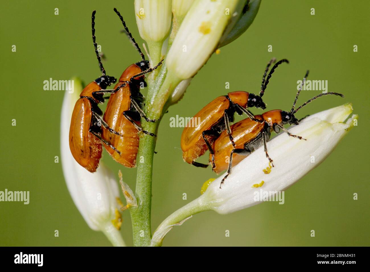 Beetles (Exosoma lusitanicum) two pairs mating, Plaine des Maures National Natural Reserve, France, April. Stock Photo