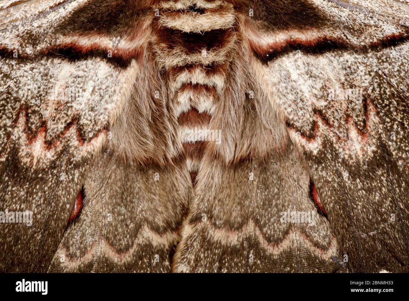 Close-up of Giant peacock moth (Saturnia pyri), Saorge, Alpes-Maritimes, France, May. Stock Photo