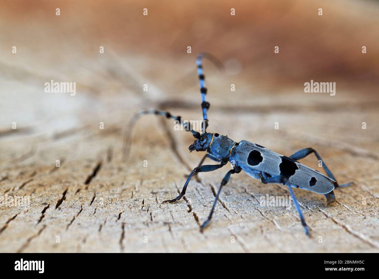 Alpine longhorn beetle (Rosalia alpina), Allier, France, July. Stock Photo