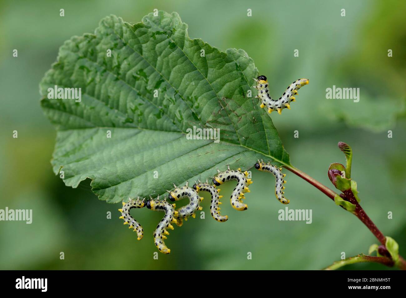 Dusky birch sawfly (Croesus septentrionalis) eating Alder leaves (Alnus glutinosa), Loire river, France, September. Stock Photo