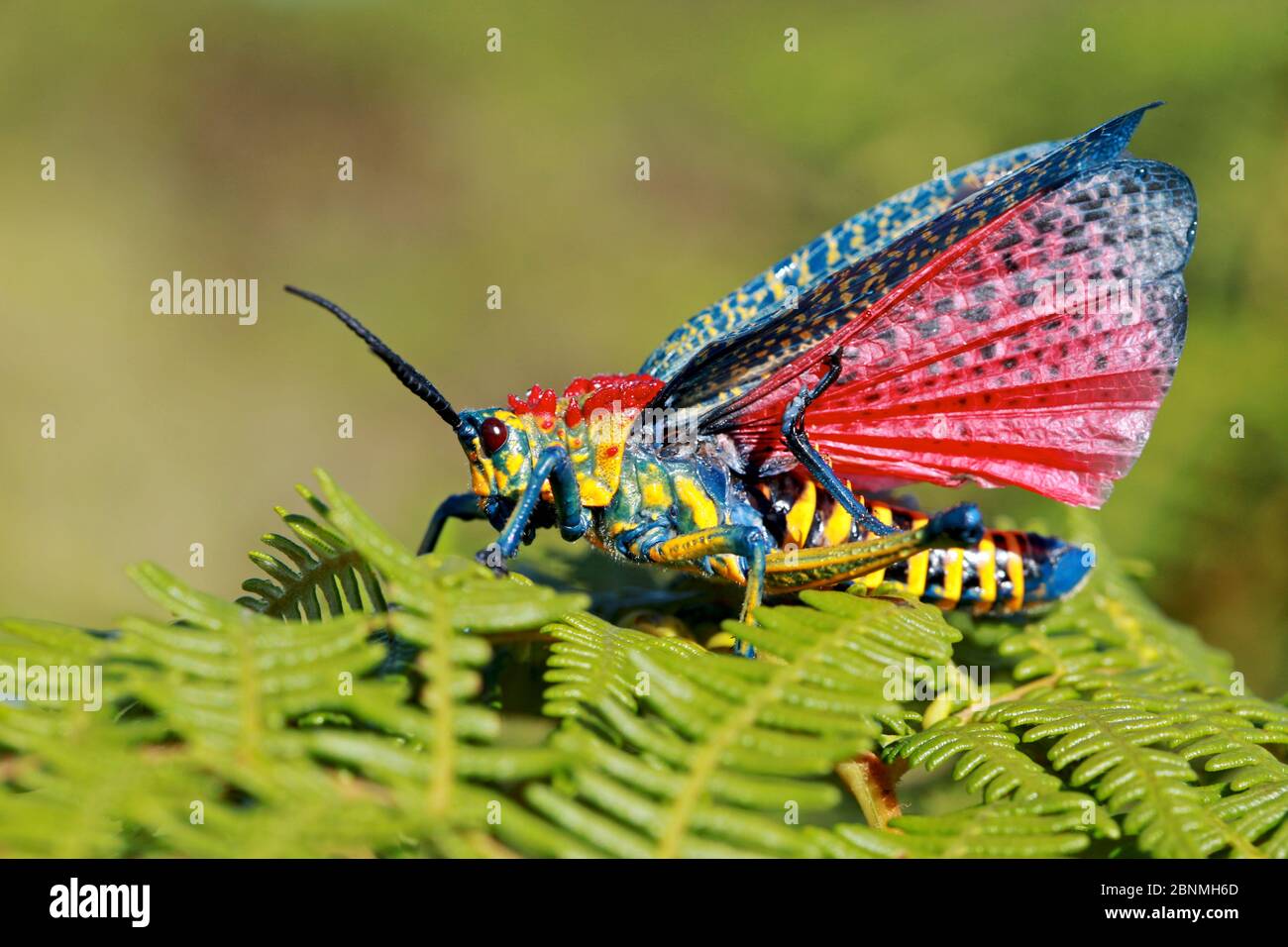 Giant painted locust (Phymateus saxosus), Andringitra National Park, Madagascar, November. Stock Photo